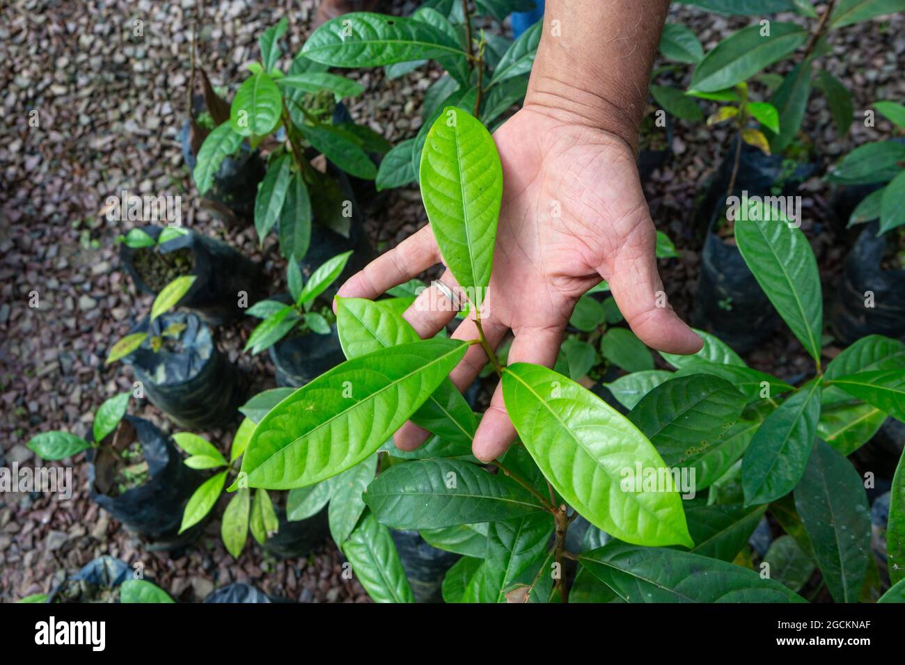 Brazilian Rosewood Pau Rosa tree seedling in nursery for reforestation in the amazon rainforest. Environment, ecology, biodiversity, Aniba rosaeodora. Stock Photo