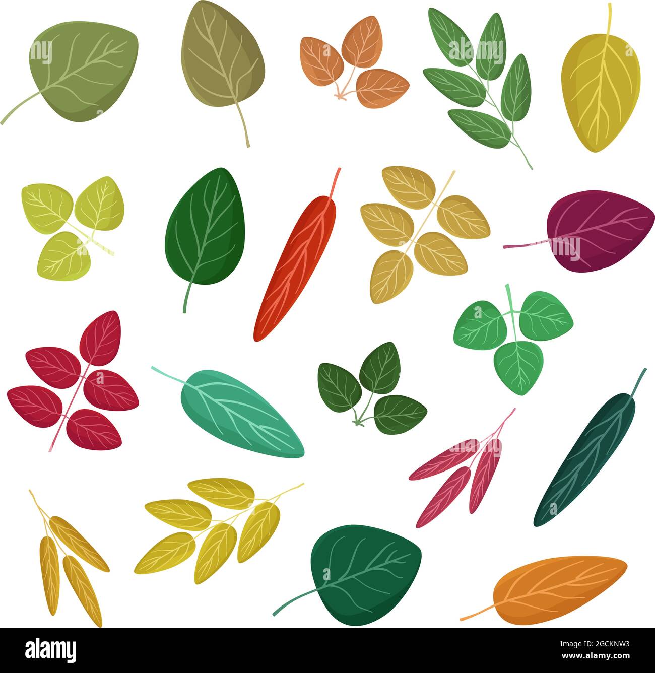 Set of various autumn leaves - vector illustration Stock Vector Image ...