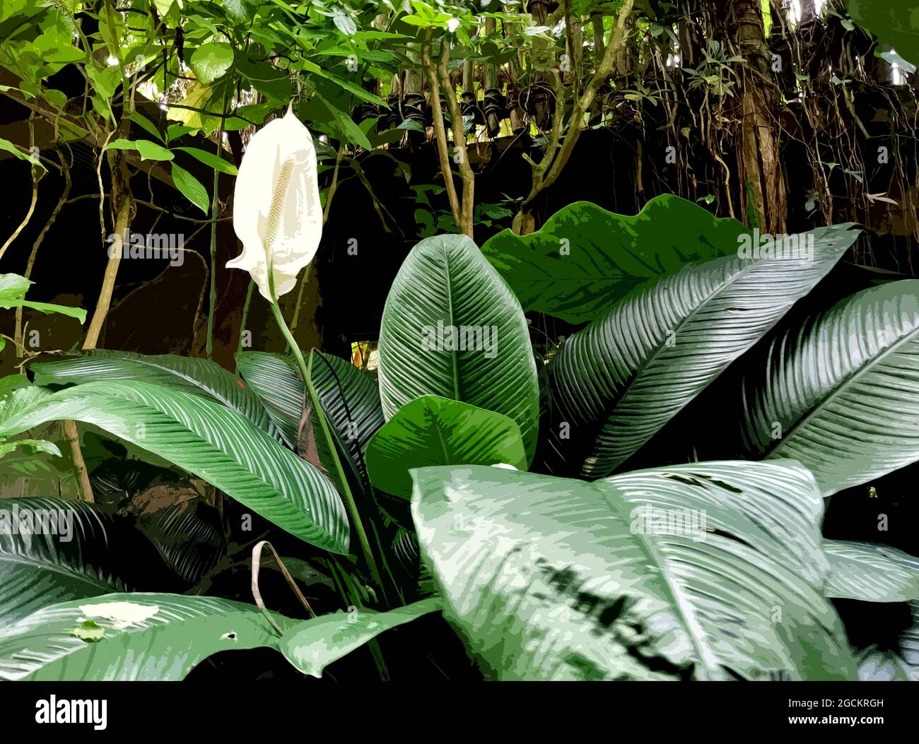 Exotic tropical forest painting hi-res stock photography and images - Alamy