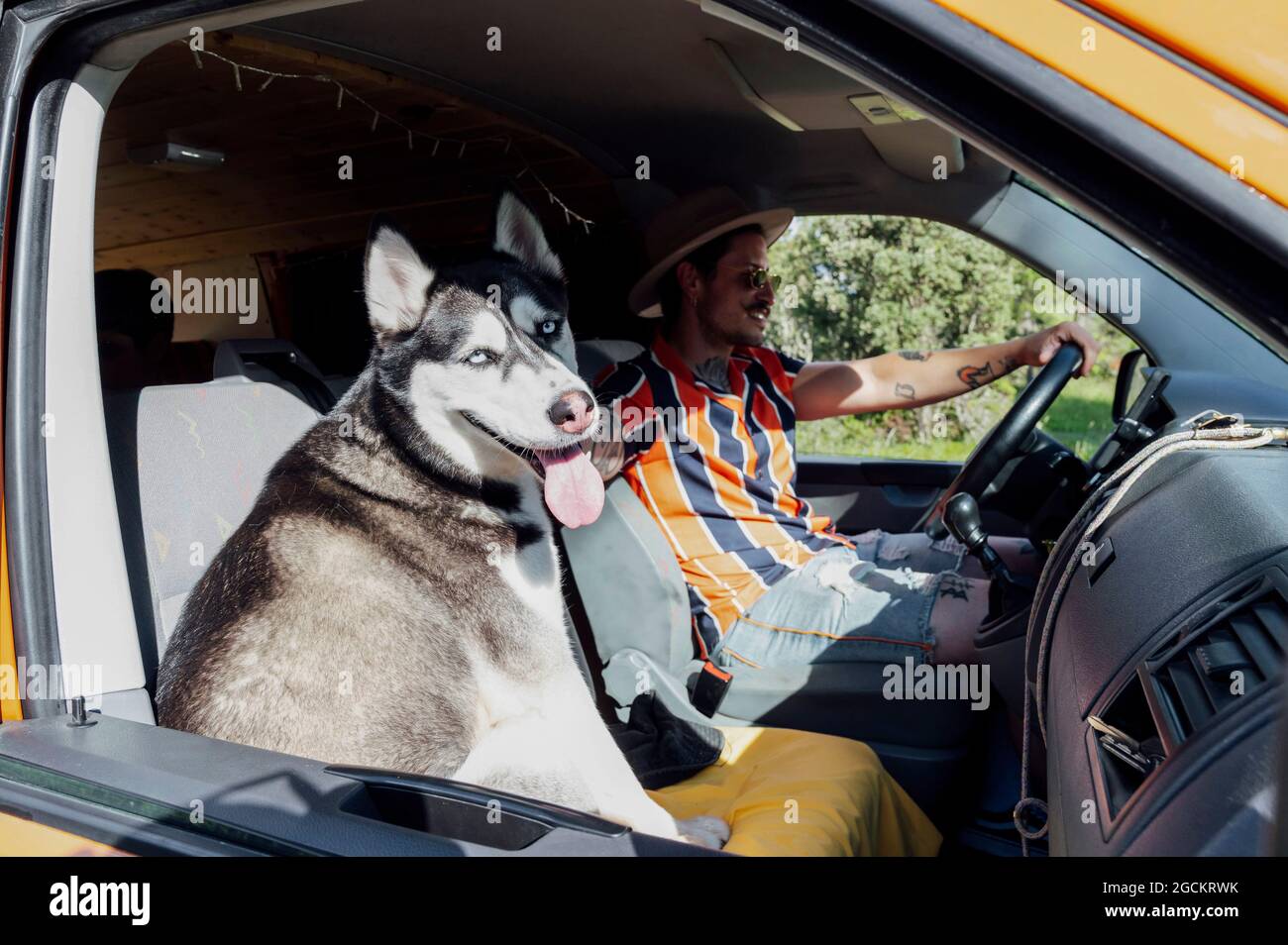 Van dog sale traveler