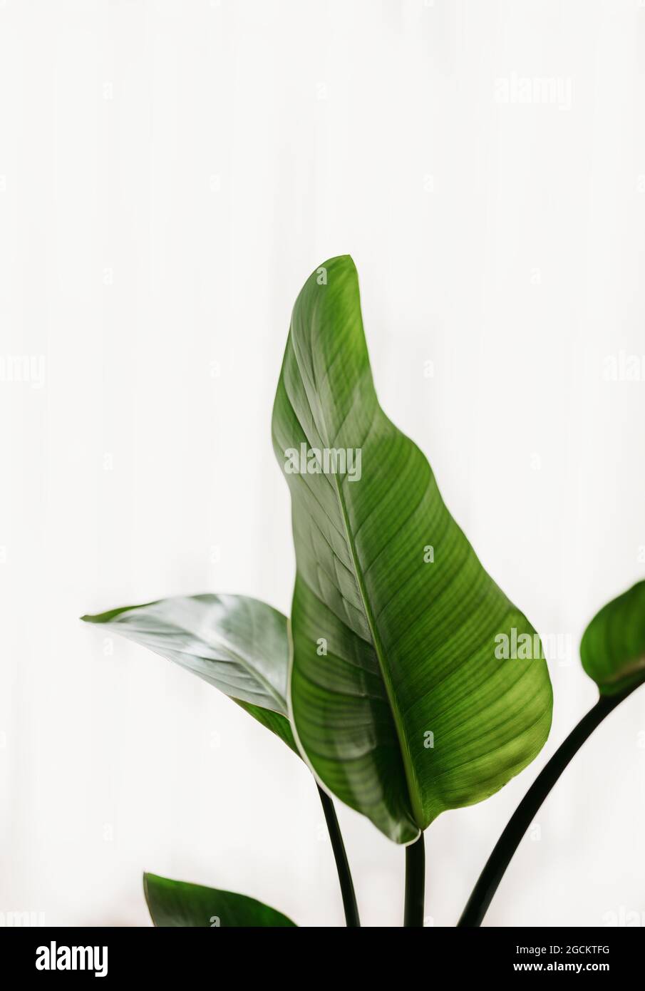 Green leaves of an Aspidistra at home Stock Photo
