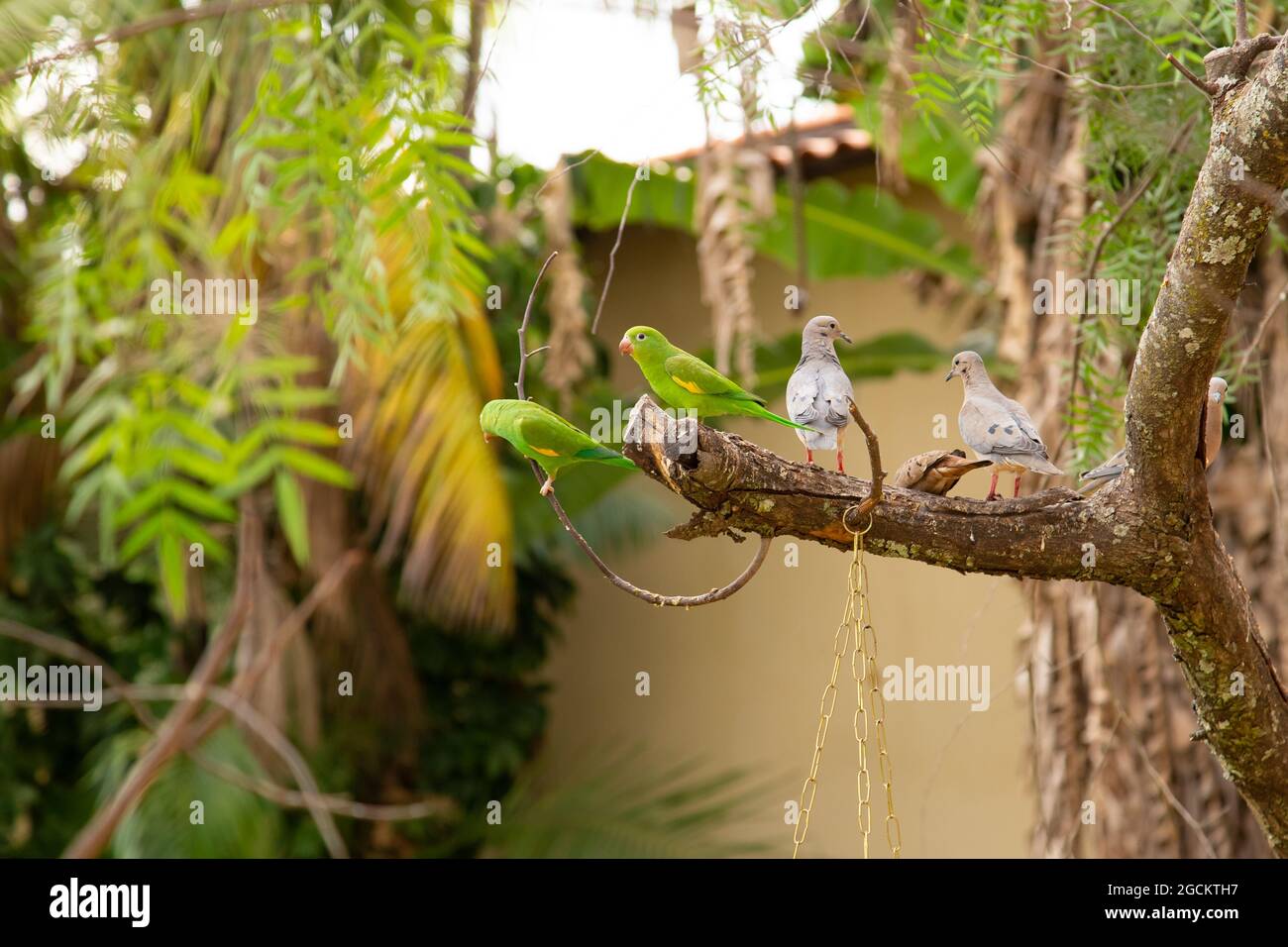 Doves and parakeets loose in the yard, perched on the branch of a tree. Stock Photo