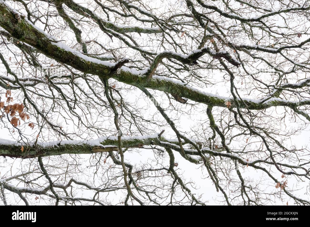Branches of tree during snow hi-res stock photography and images - Alamy