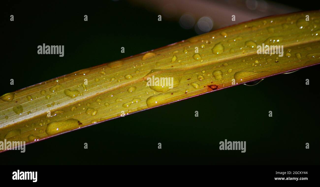Raindrops on Leaf Stock Photo