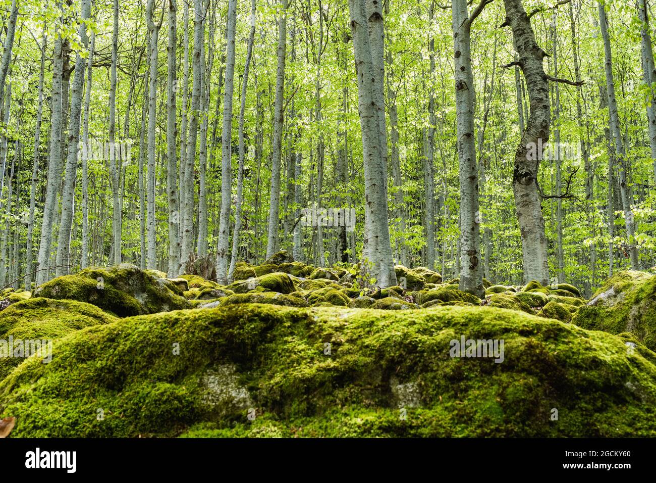 Dense evergreen forest with tall trees covered by moss in Pyrenees ...