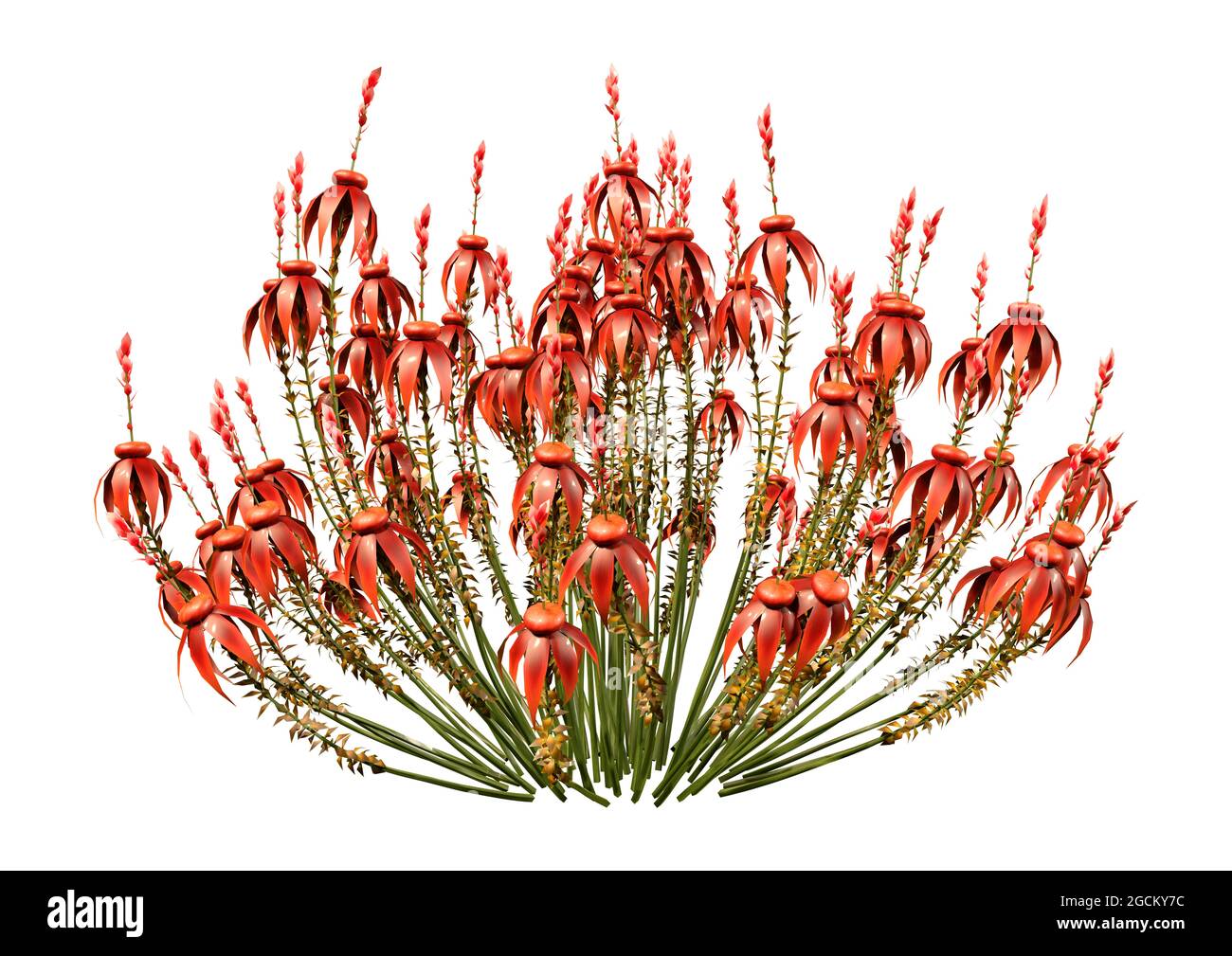 3D rendering of red calluna vulgaris flowers isolated on white background Stock Photo
