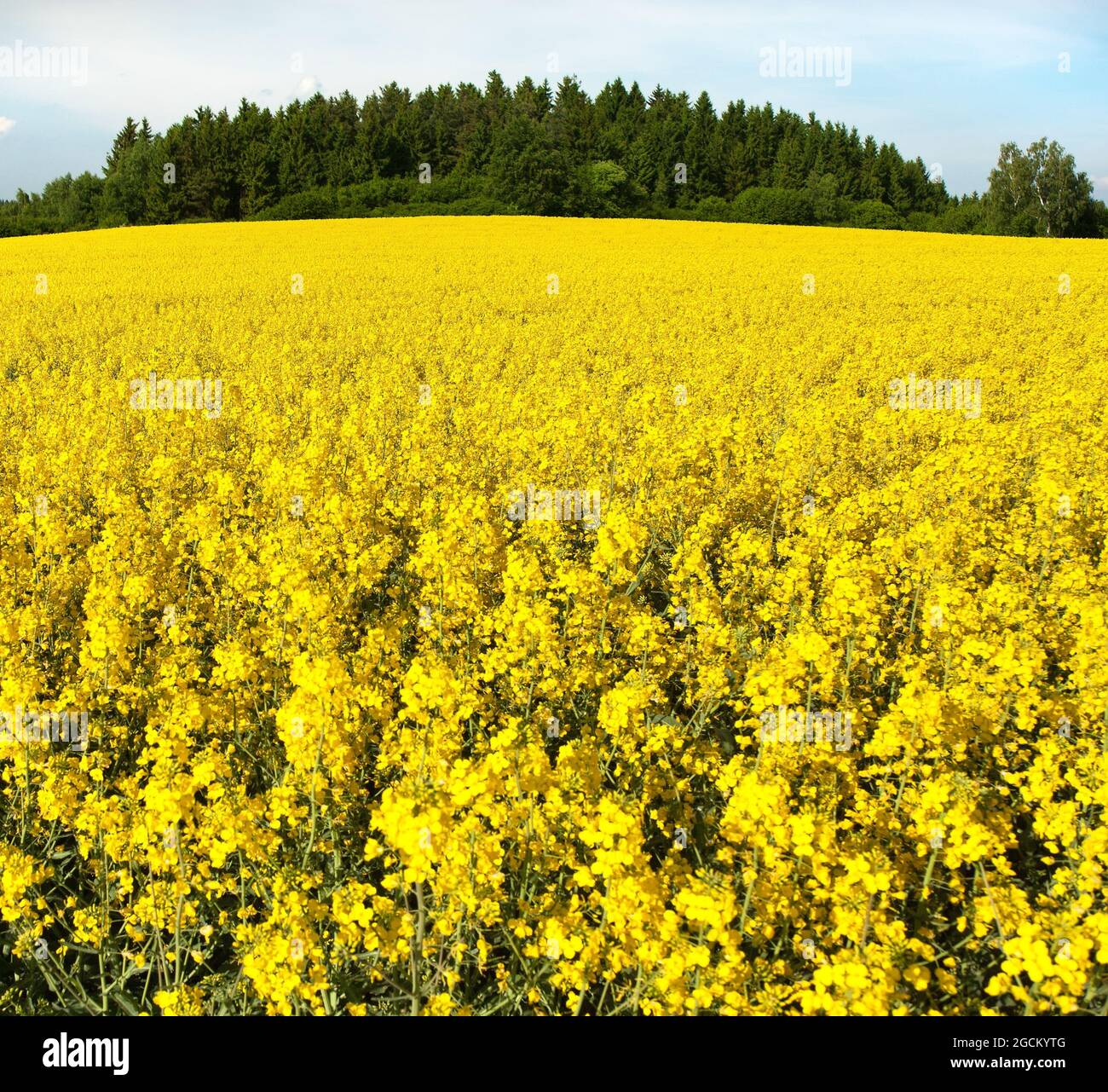 golden field of flowering rapeseed, canola or colza, brassica napus, plant for green energy and oil industry Stock Photo