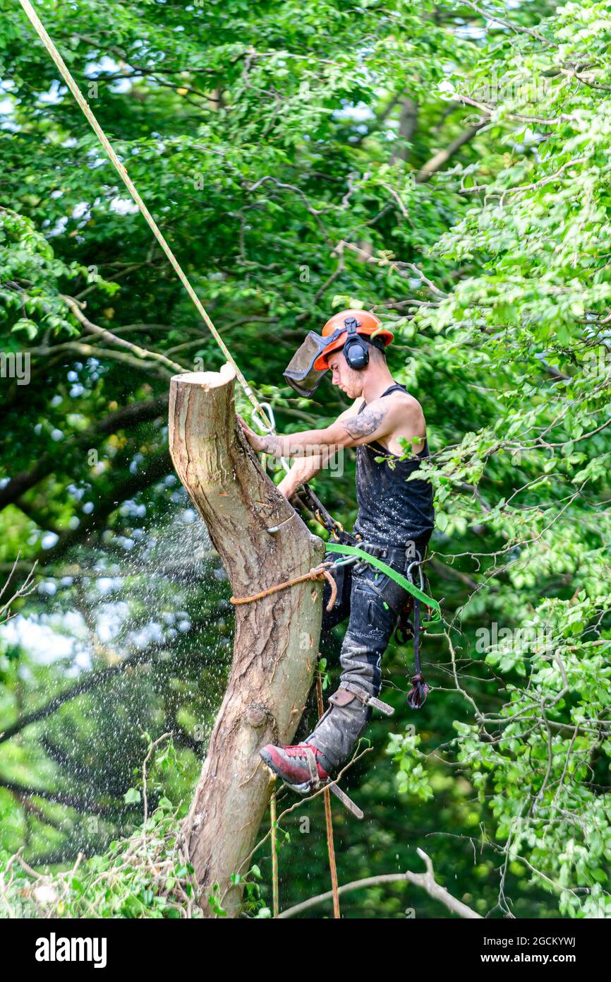 Tree surgeon lumberjack tree feller with chainsaw cutting down an ash tree with ash dieback & heartwood rot. Kent England UK Stock Photo