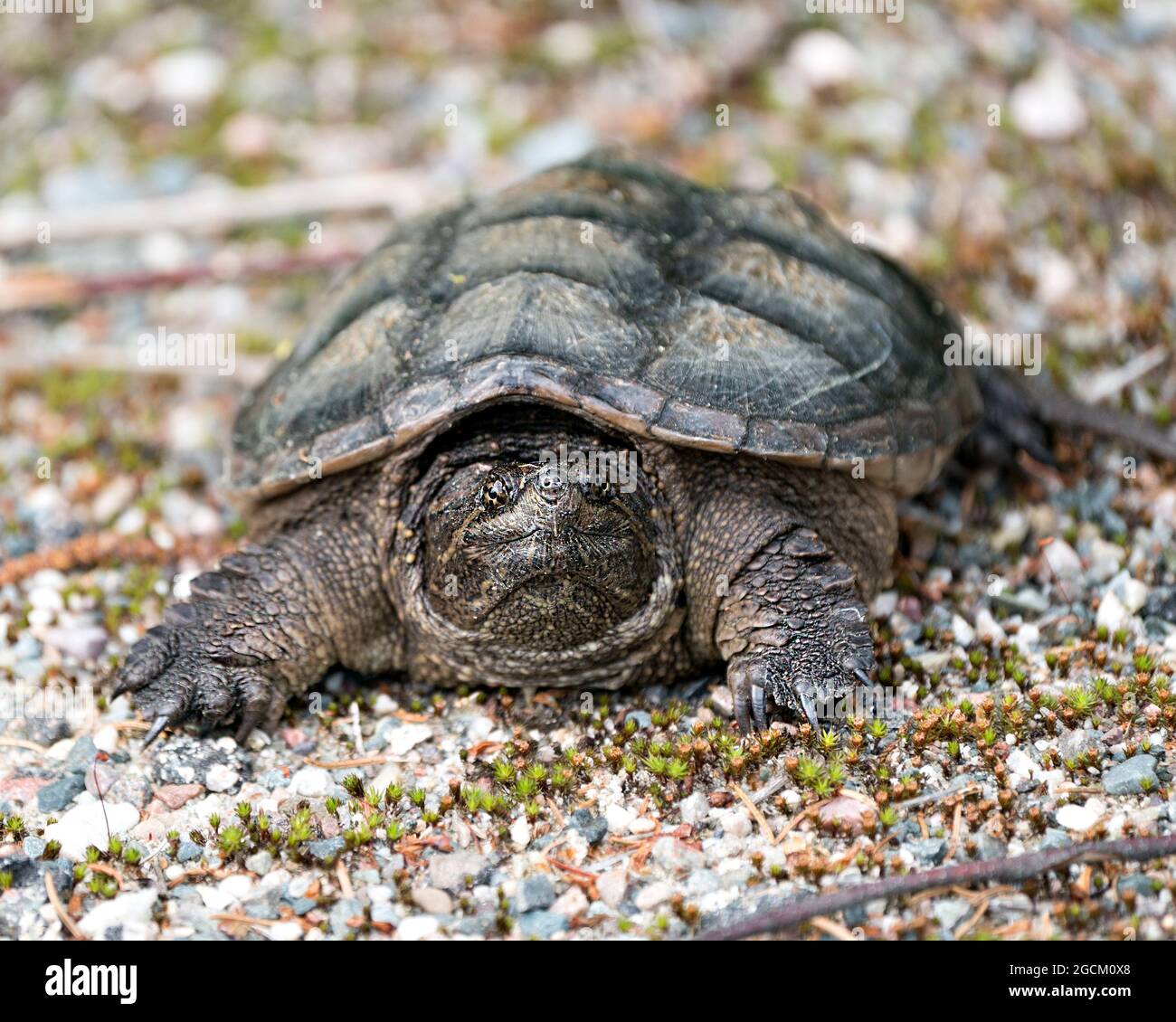 Snapping turtle displaying shell hi-res stock photography and images ...