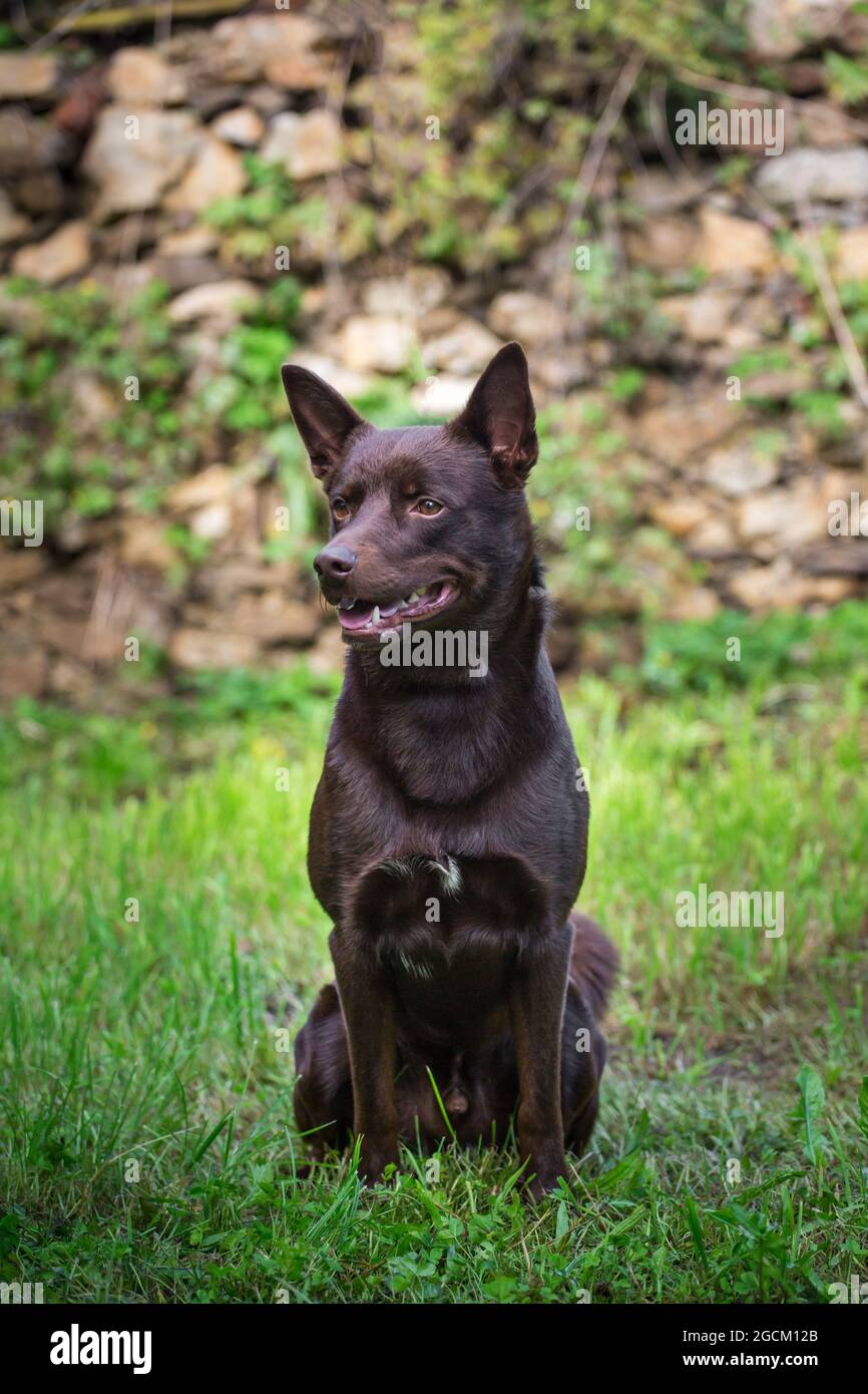 Australian kelpie hires stock photography and images Alamy