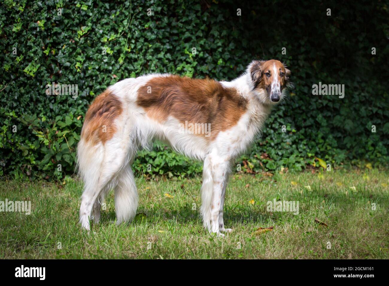 Borzoi,  Russian Hunting Sighthound Stock Photo