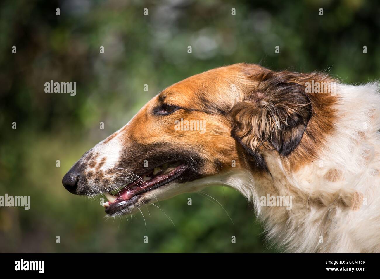 Borzoi,  Russian Hunting Sighthound Stock Photo