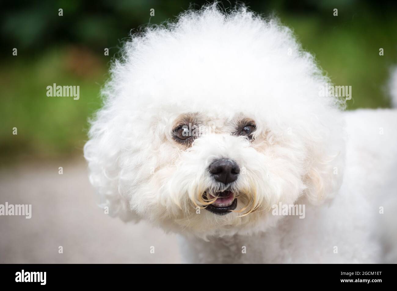 Bichon À Poil Frisé, Bichon Tenerife, Purebred Bichon, Bichon Frise Stock Photo