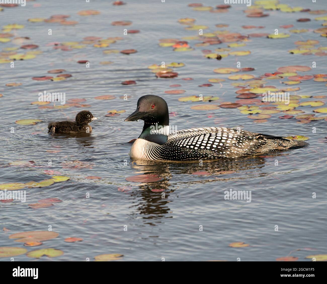 Common Loon Swimming And Caring For Baby Chick Loon With Water Lily