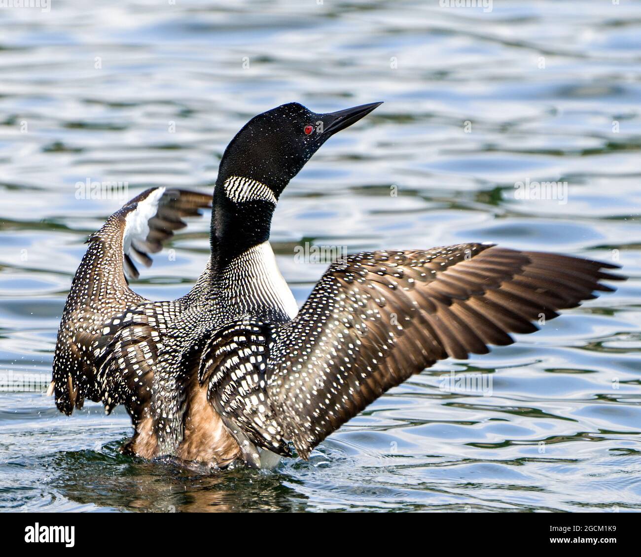 Common Loon male in with a water with spread wings in its environment