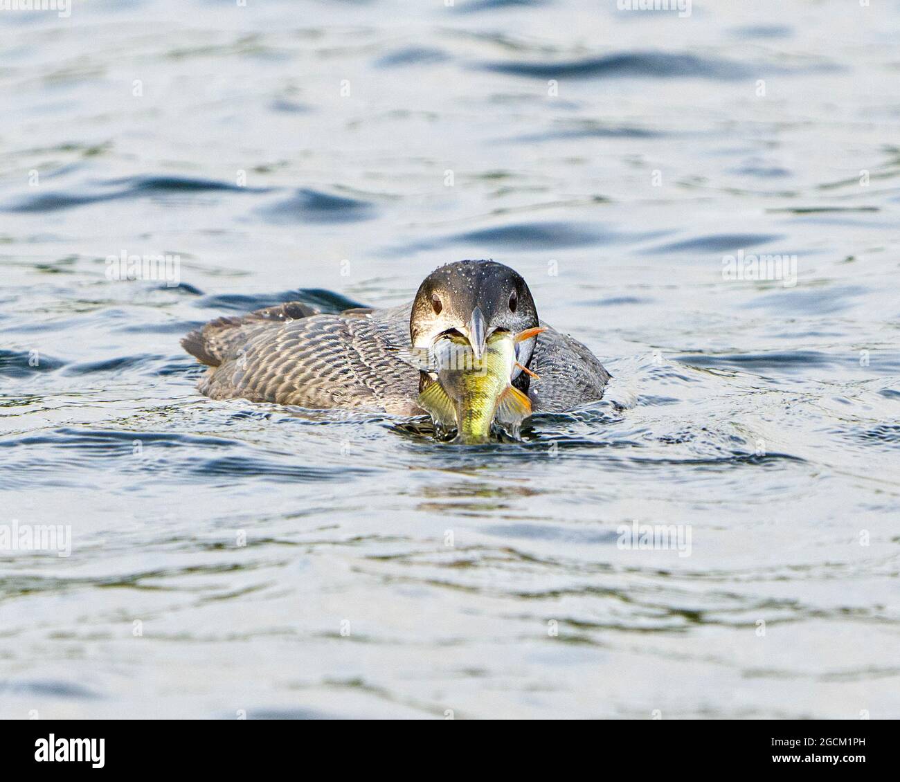 Common Juvenile Loon swimming with a perch fish in its beak in its environment and habitat surrounding,displaying its growing up stage feather plumage Stock Photo