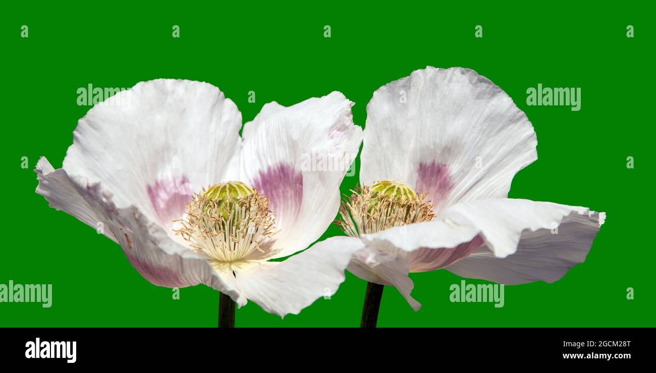 Detail of flowering poppy or opium poppy in Latin papaver somniferum, poppy flower isolated on green background, white colored poppy is grown in Czech Stock Photo
