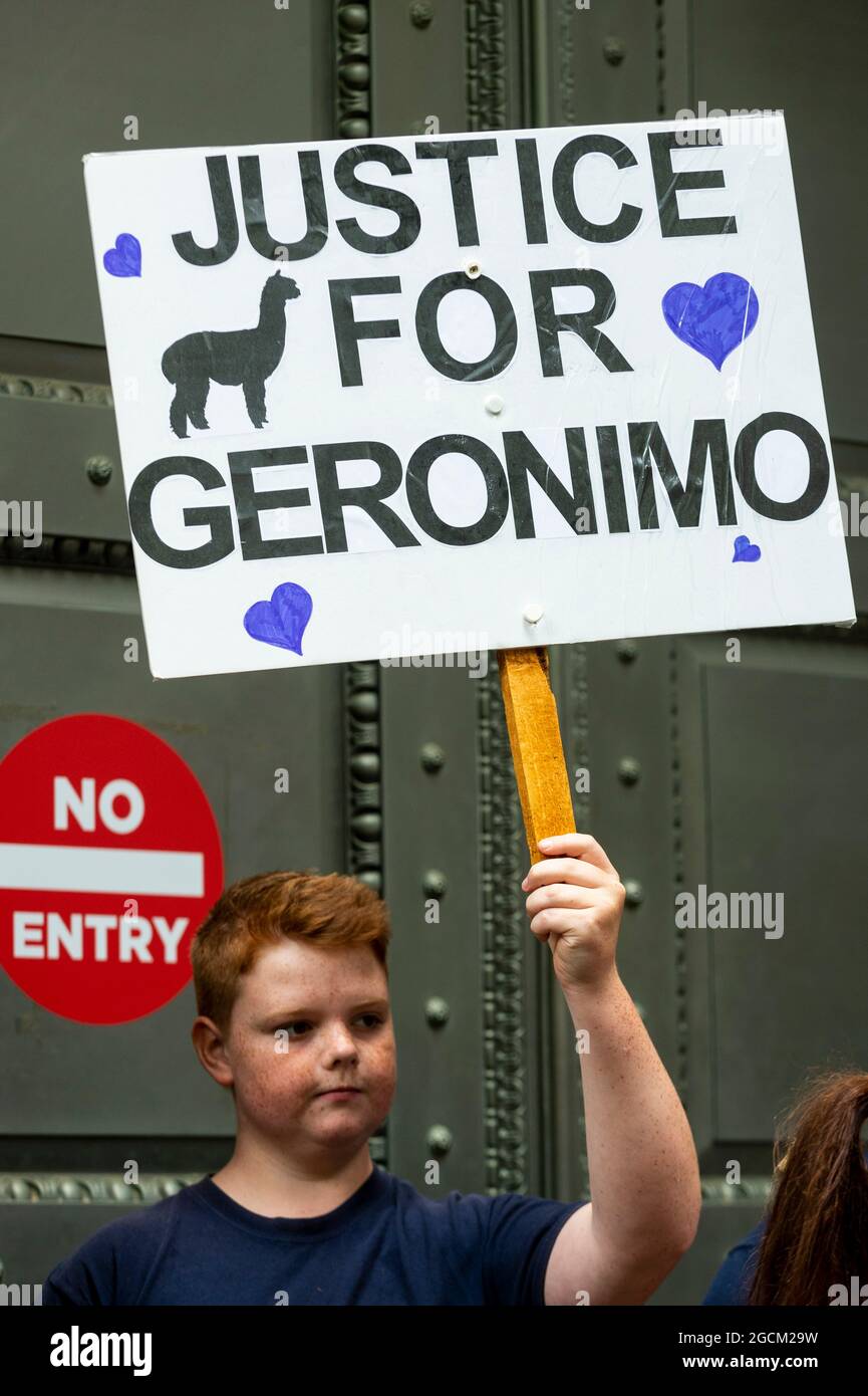 London, UK.  9 August 2021.  A protester outside the Department for Environment, Food and Rural Affairs (DEFRA) campaigning to save the life Geronimo the alpaca after Environment Secretary George Eustice defended a controversial decision to put down the animal that has twice tested positive for bovine tuberculosis.  Geronimo's owner, veterinary nurse Helen Macdonald, who breeds alpacas at her farm in Wickwar, south Gloucestershire, claims the tests used were inaccurate and wants Geronimo to receive a more accurate Actiphage test. Credit: Stephen Chung / Alamy Live News Stock Photo