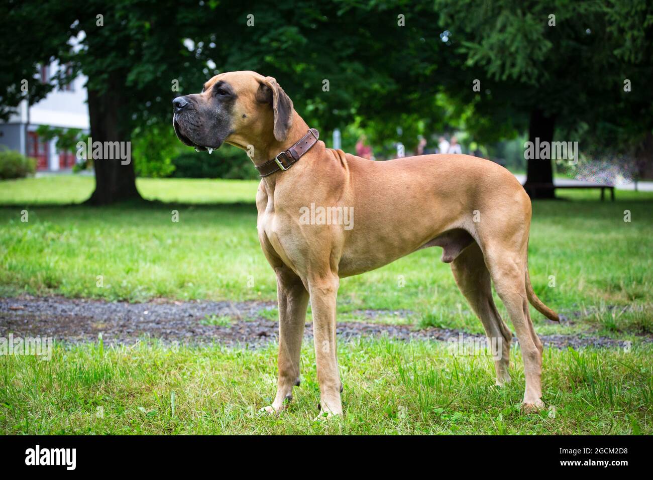 Great Dane Stock Photo