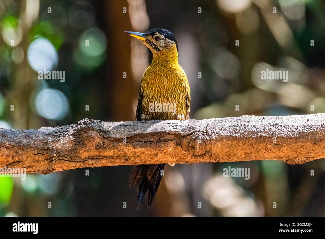 Common flameback, beautiful bird woodpecker in nature Stock Photo