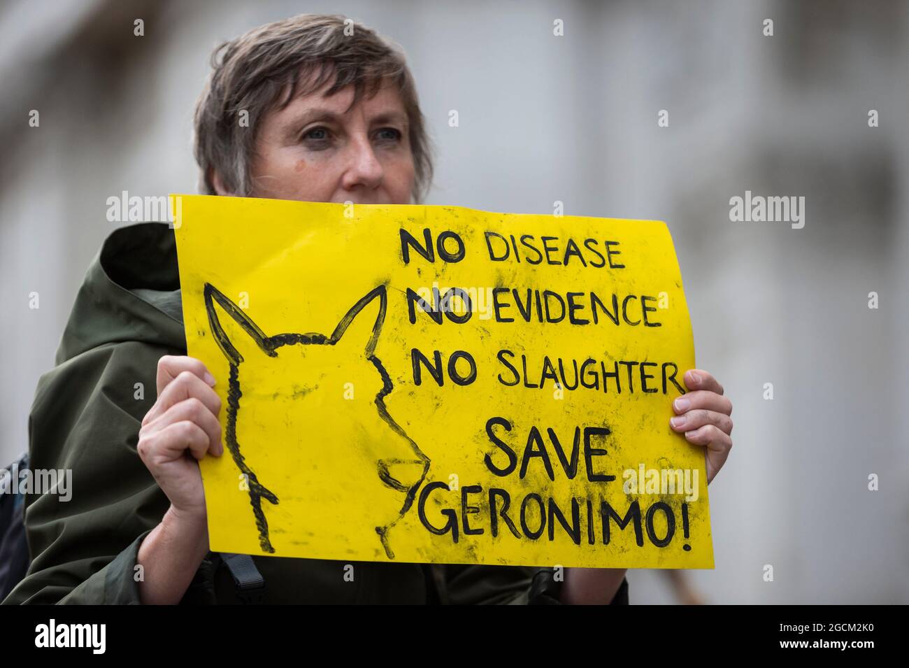 London, UK.  9 August 2021.  A protester outside Downing Street campaigning to save the life Geronimo the alpaca after Environment Secretary George Eustice defended a controversial decision to put down the animal that has twice tested positive for bovine tuberculosis.  Geronimo's owner, veterinary nurse Helen Macdonald, who breeds alpacas at her farm in Wickwar, south Gloucestershire, claims the tests used were inaccurate and wants Geronimo to receive a more accurate Actiphage test. Credit: Stephen Chung / Alamy Live News Stock Photo