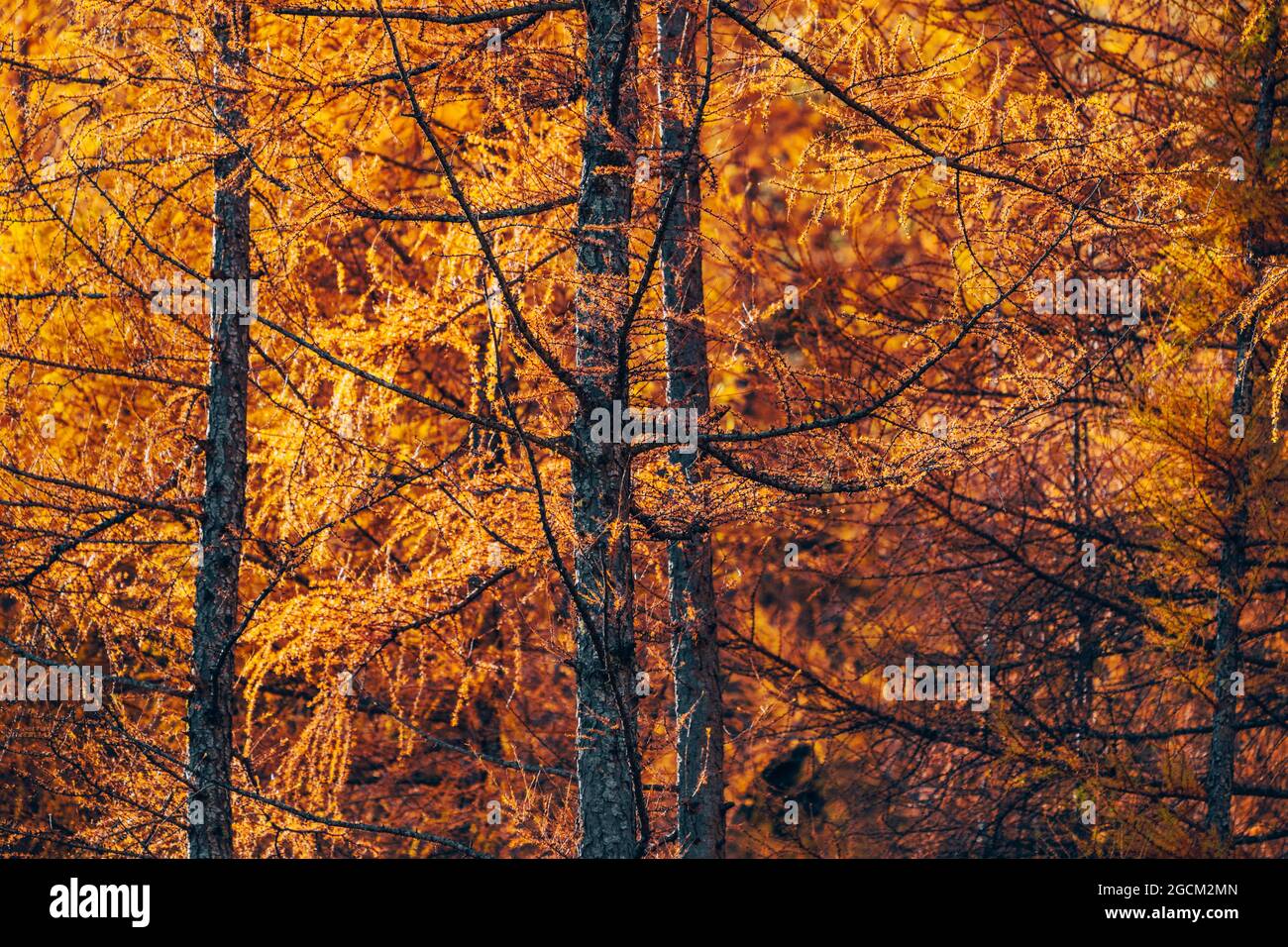 Golden Autumn In The Forest With Orange Leaves On Trees Stock Photo - Alamy