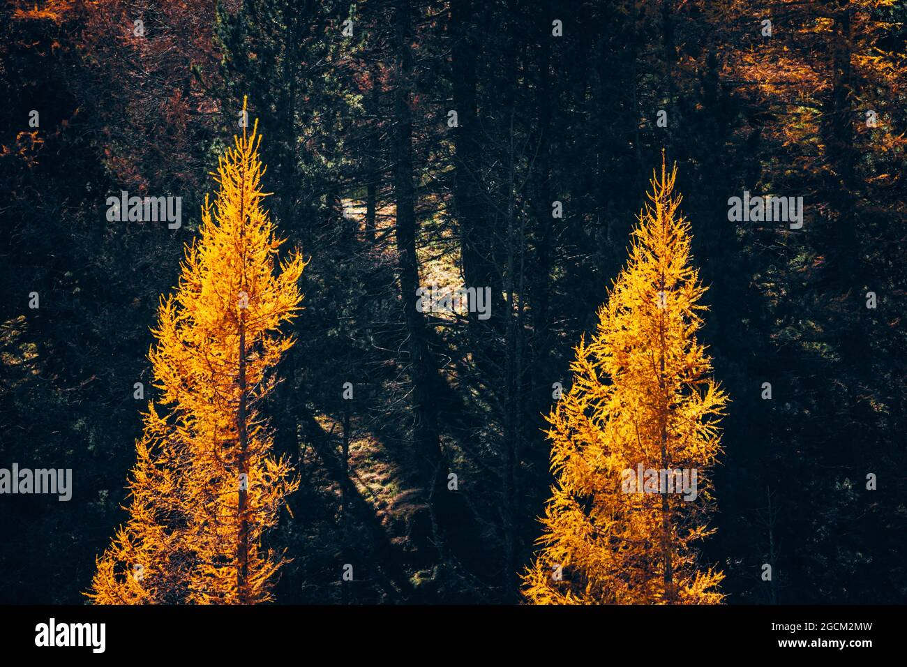 Golden Autumn In The Forest With Orange Leaves On Trees Stock Photo - Alamy