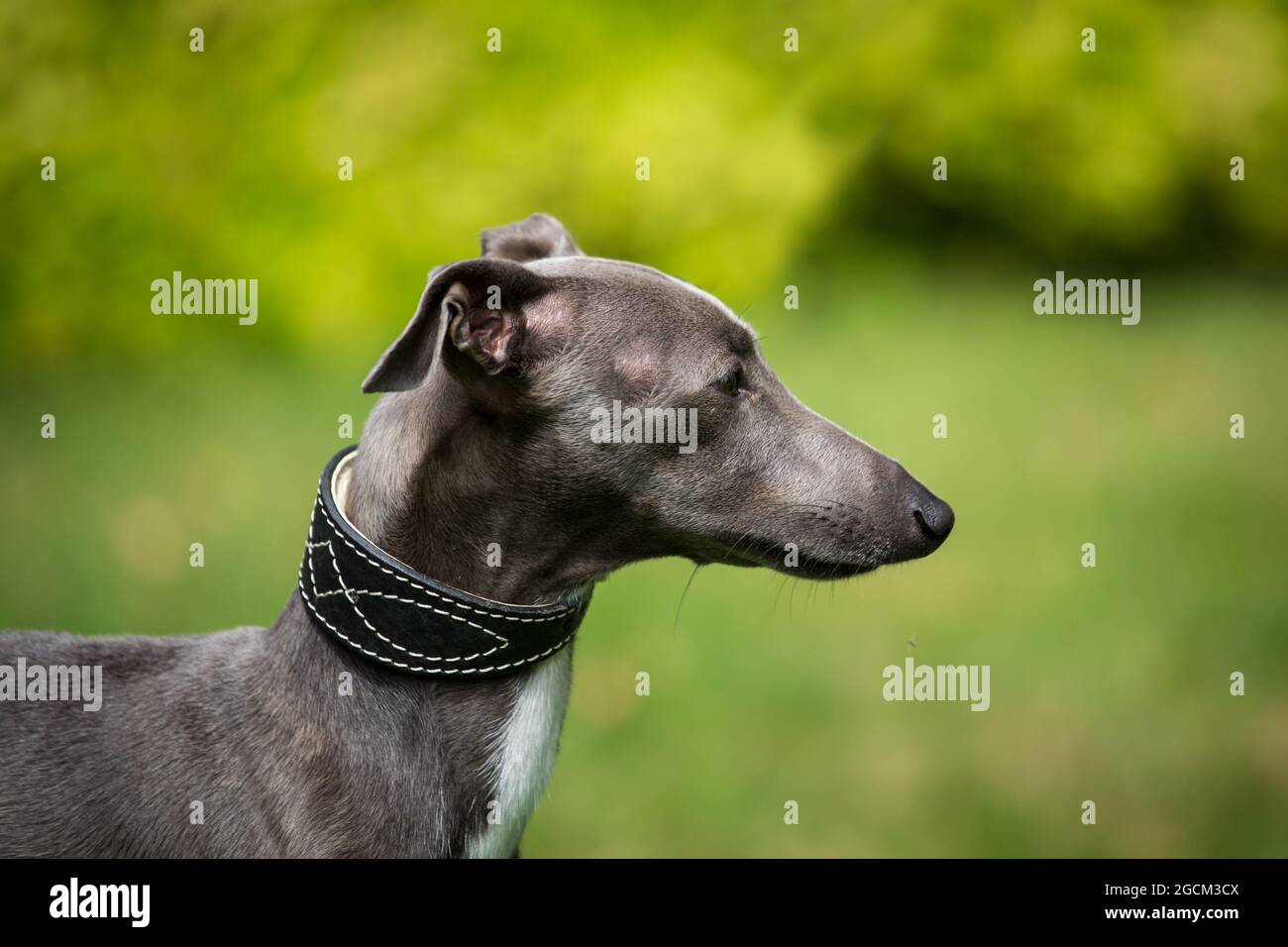 Italian Greyhound, Piccolo Leviero Italiano Stock Photo