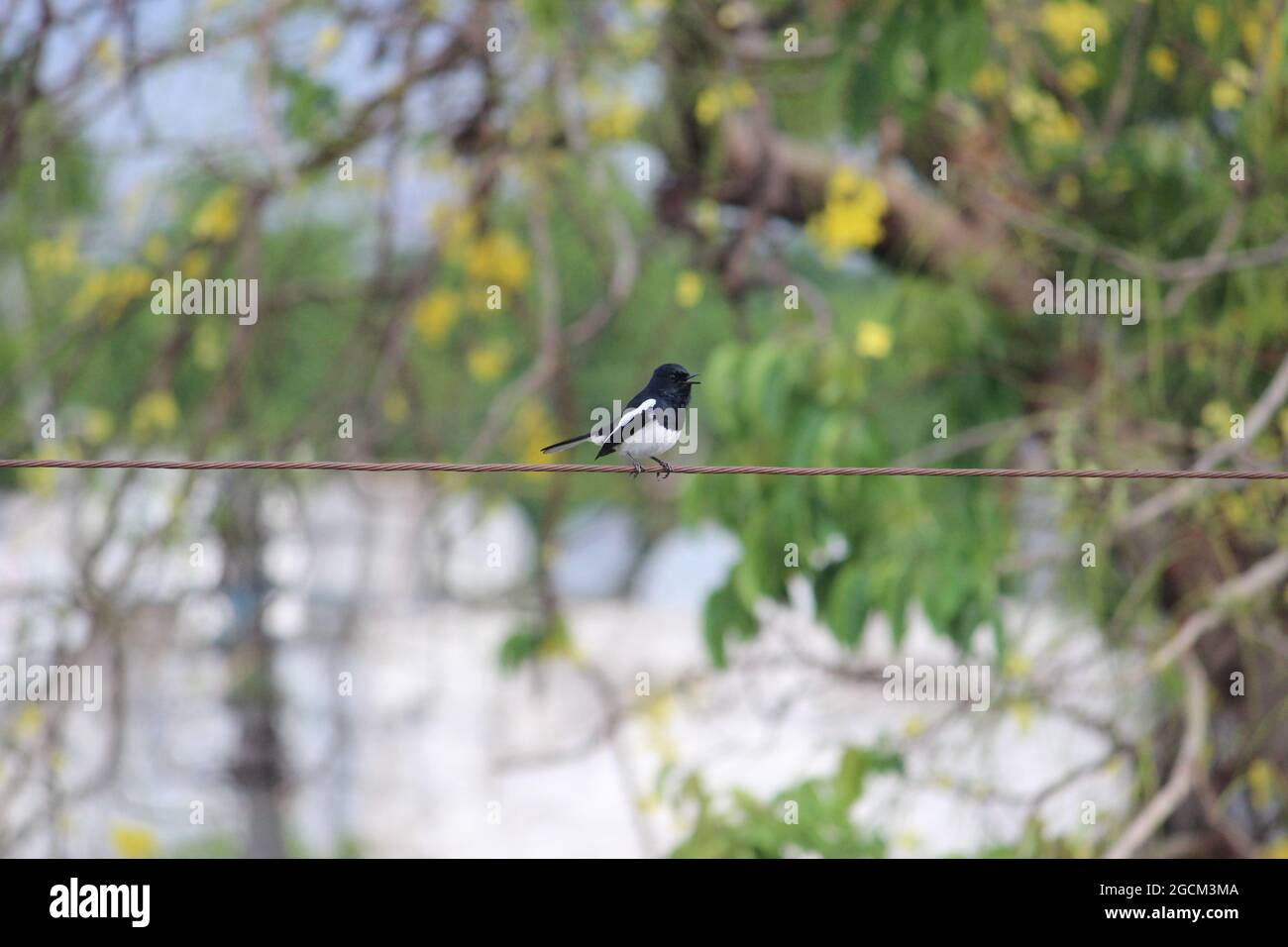 Tiny Chirpy Bird Stock Photo