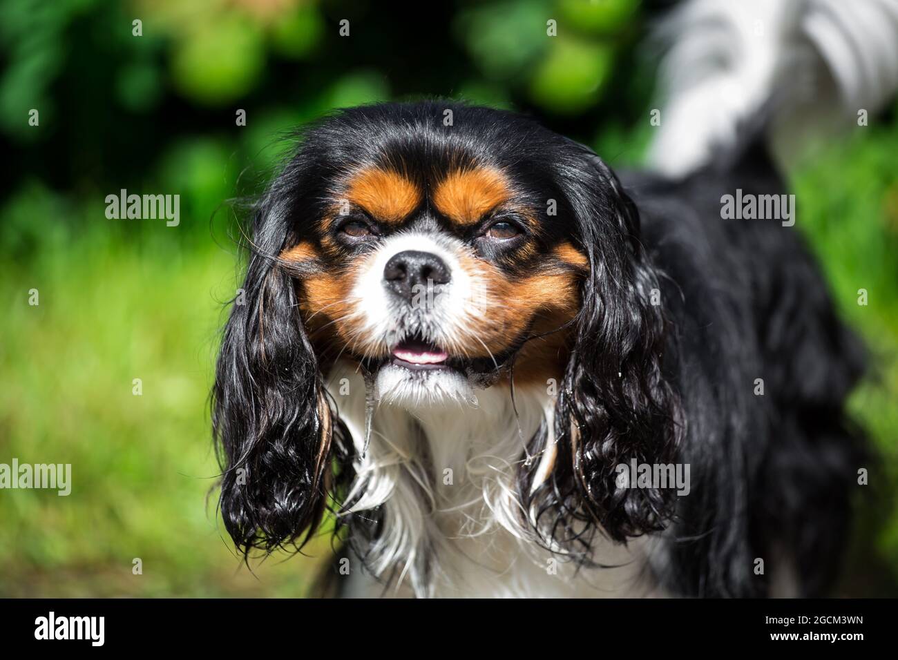 are english toy spaniel puppies lazy