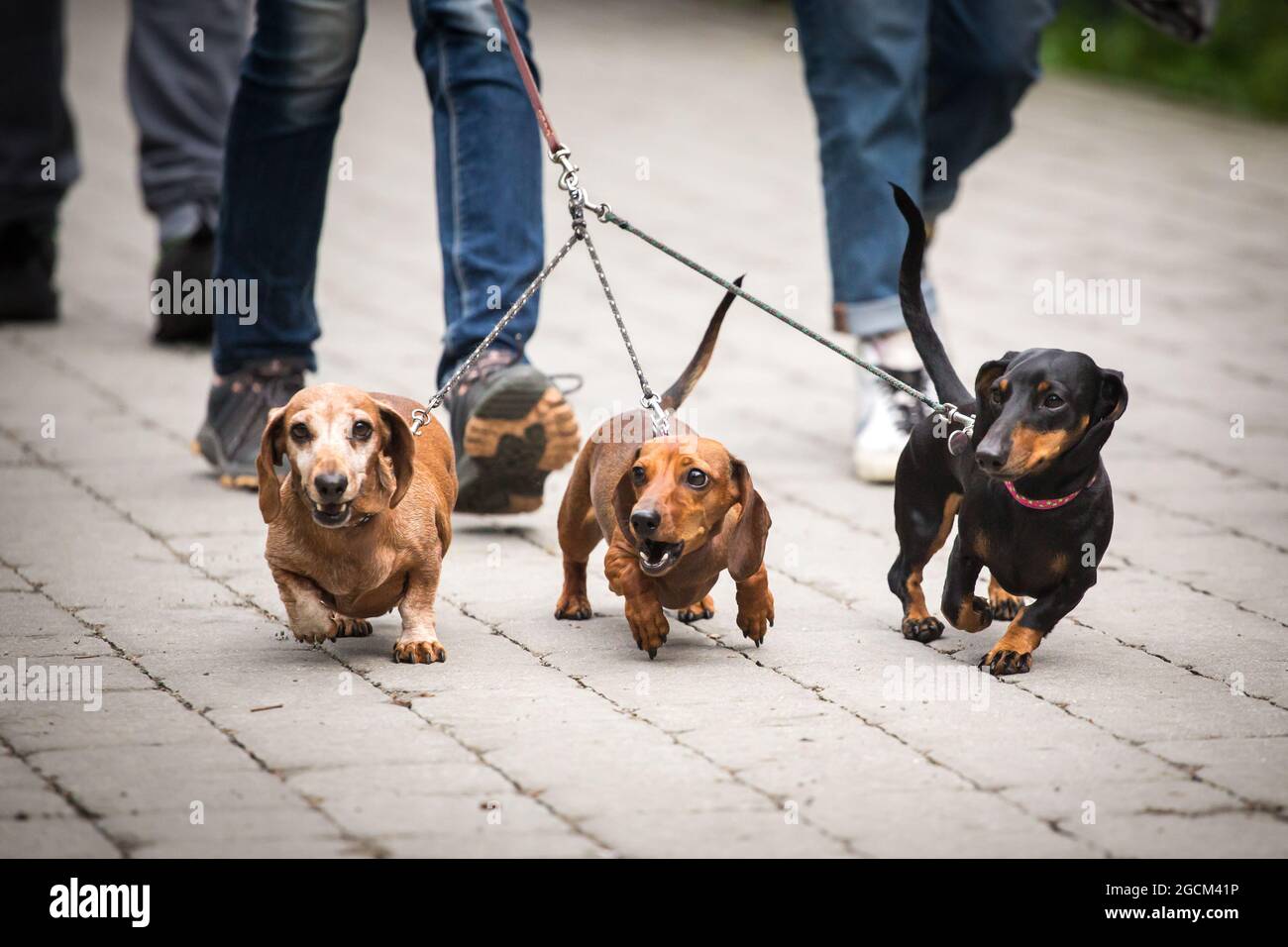 Three Dachshunds pulling on the leash Stock Photo