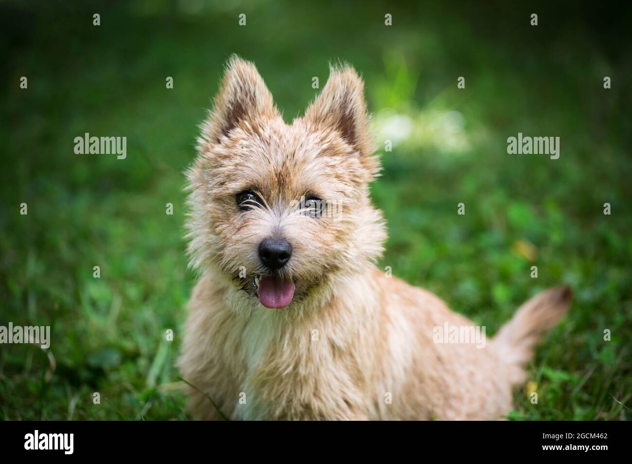 Norwich Terrier puppy, 5 months old Stock Photo Alamy