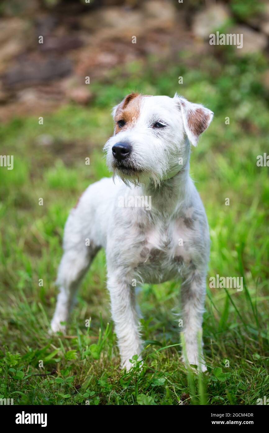 Parson Rusell Terrirer Parson russell terrier hi-res stock photography and images - Alamy