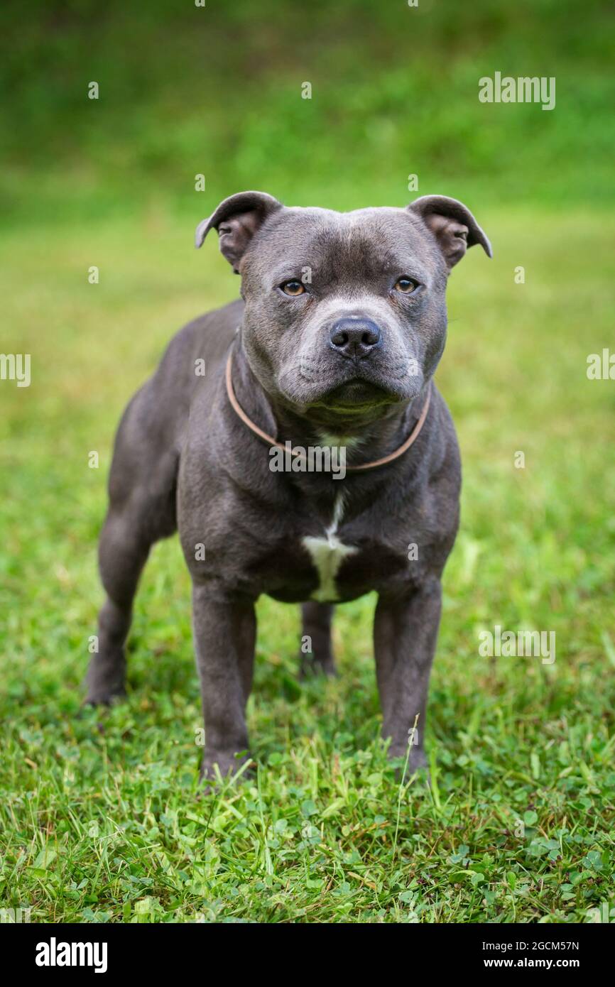 Blue Staffordshire Bull Terrier Stock Photo