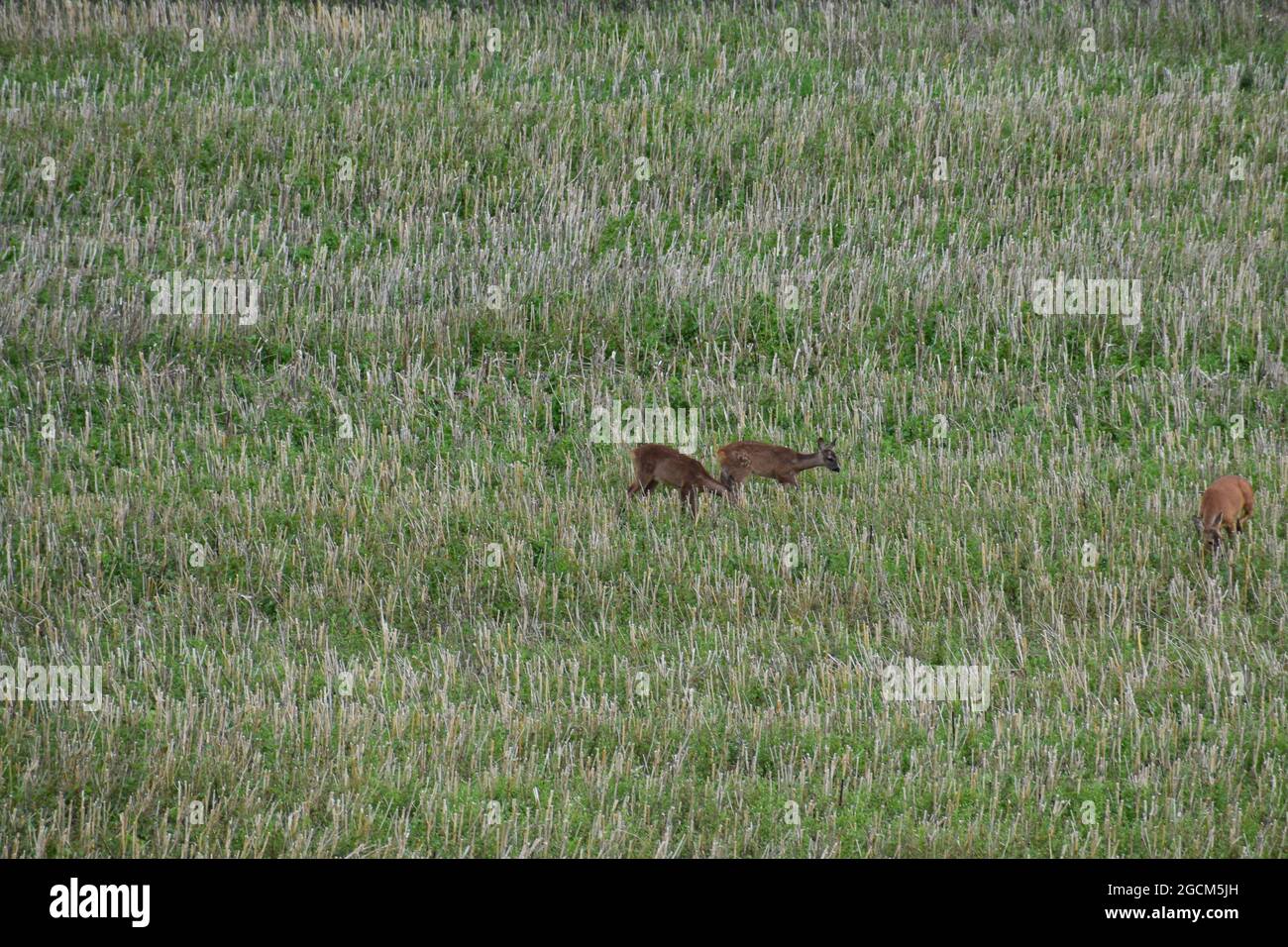 deer in the fields Stock Photo Alamy