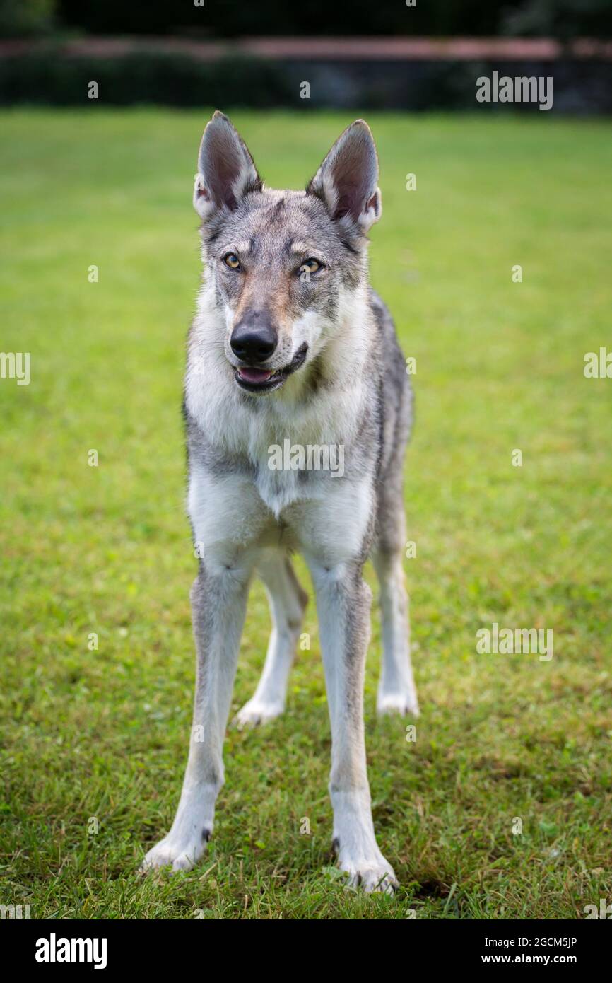 Czechoslovakian Wolfdog, Czech Wolfhound Stock Photo
