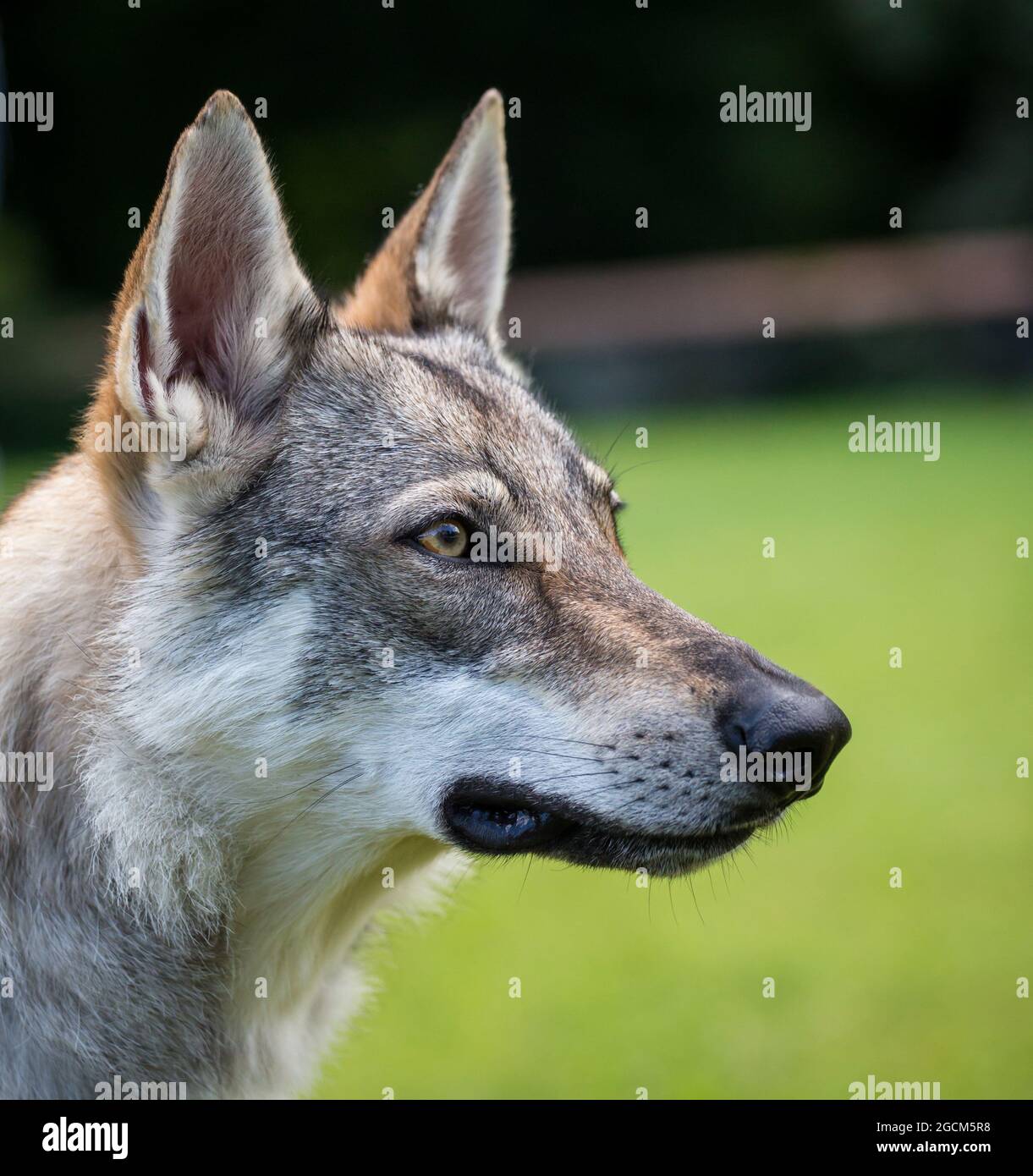 Czechoslovakian Wolfdog, Czech Wolfhound Stock Photo