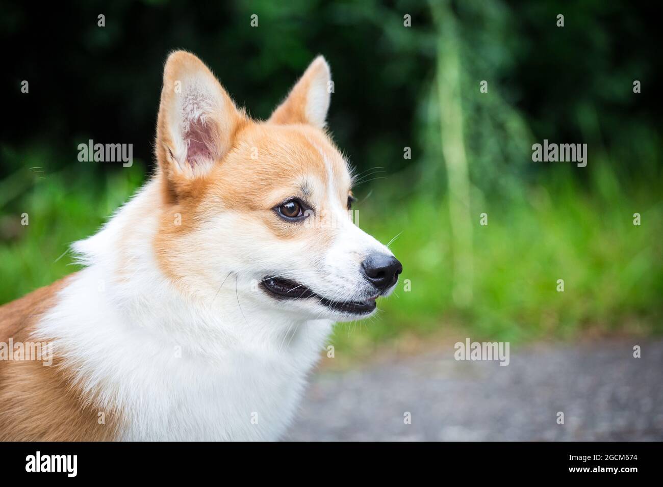 Welsh Corgi Pembroke Stock Photo - Alamy