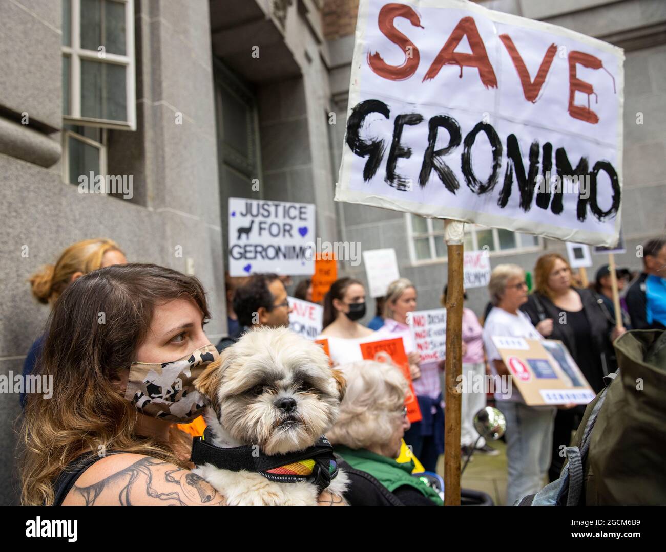 London, UK 9 Aug 2021 Protestors gather outside DEFRA before marching on to Downing Street. They are calling on the Environment Secretary, George Eustice, to consider a retest for the Alpaca named Geronimo. They are asking that Geronimo be retested as the current test is not accurate. Geronimo has twice tested positive for bovine tuberculosis, and the Department of Food, Environment and Rural Affairs has ordered he be euthanised. Credit: Mark Thomas/Alamy Live News Stock Photo