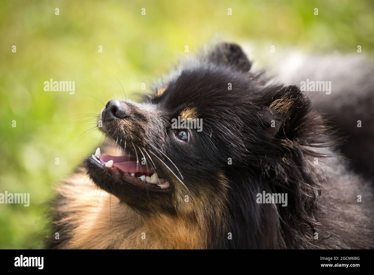 Black and tan Pomeranian Stock Photo