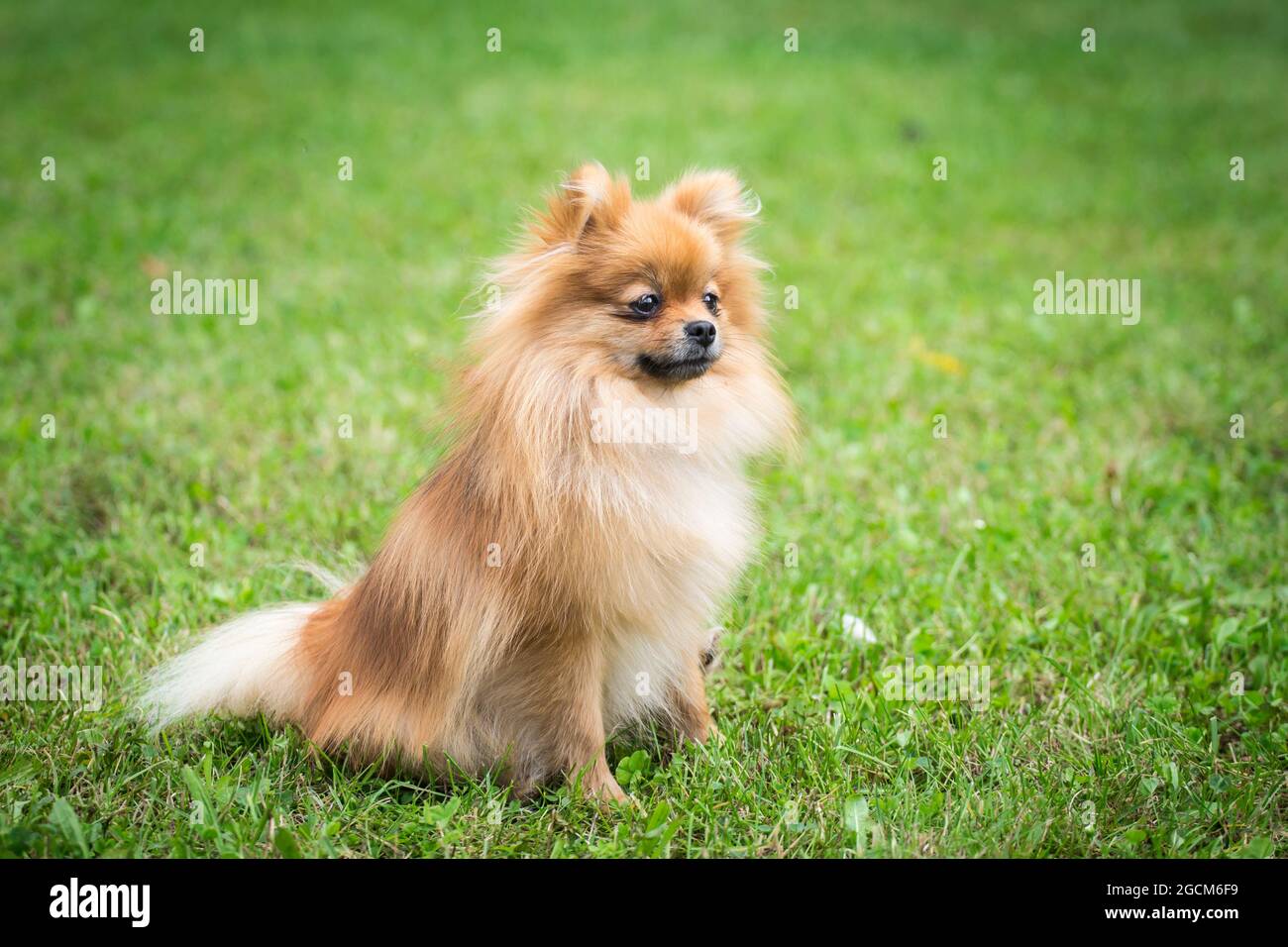 Pomeranian Stock Photo