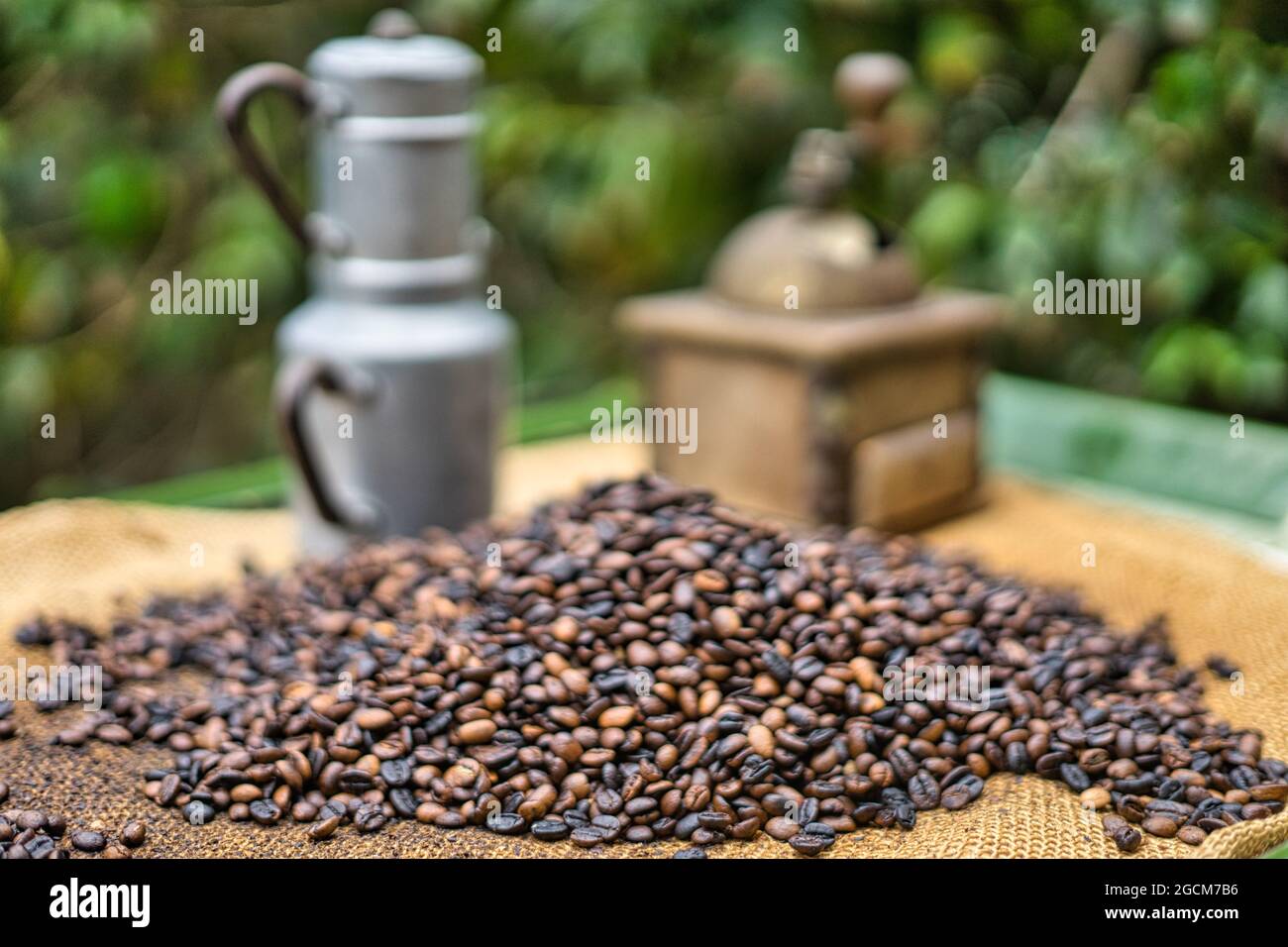 Kaffeebohnen auf einer Plantage auf Gran Canaria in Spanien Stock Photo