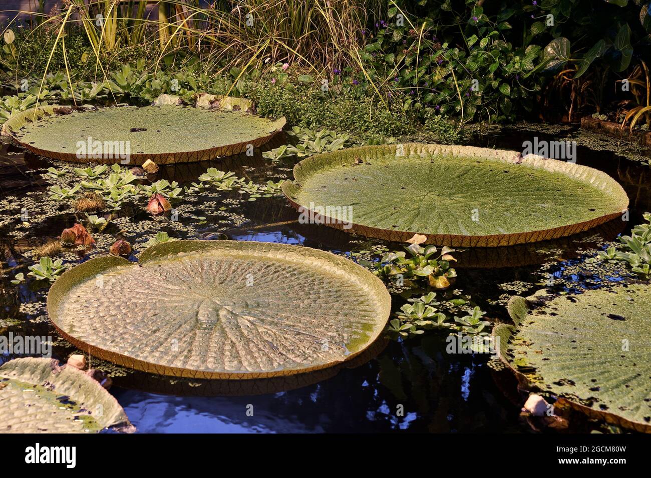 Big water lilies in a pond in a green house Stock Photo