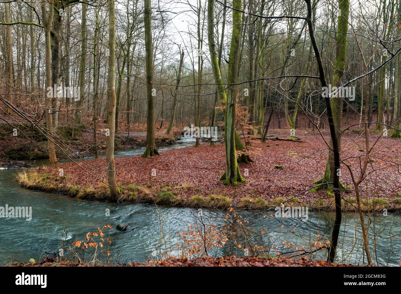 Stream in a forest near Aarhus, Denmark, at winter time Stock Photo
