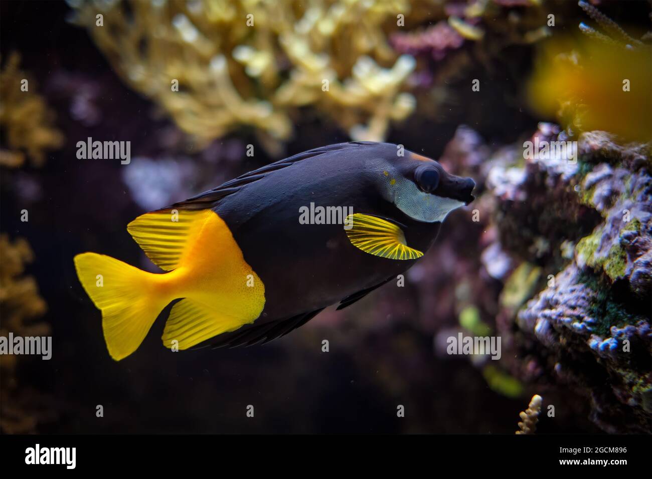 Bicolored foxface Siganus uspi fish underwater in sea Stock Photo