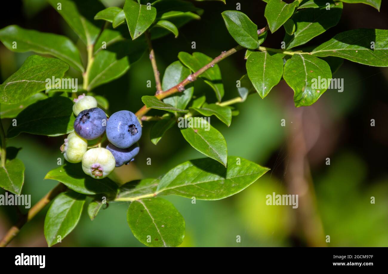 This delicious blueberry fruit is about ready for picking. These are growing in an orchard in southwest Missouri. Bokeh effect. Stock Photo