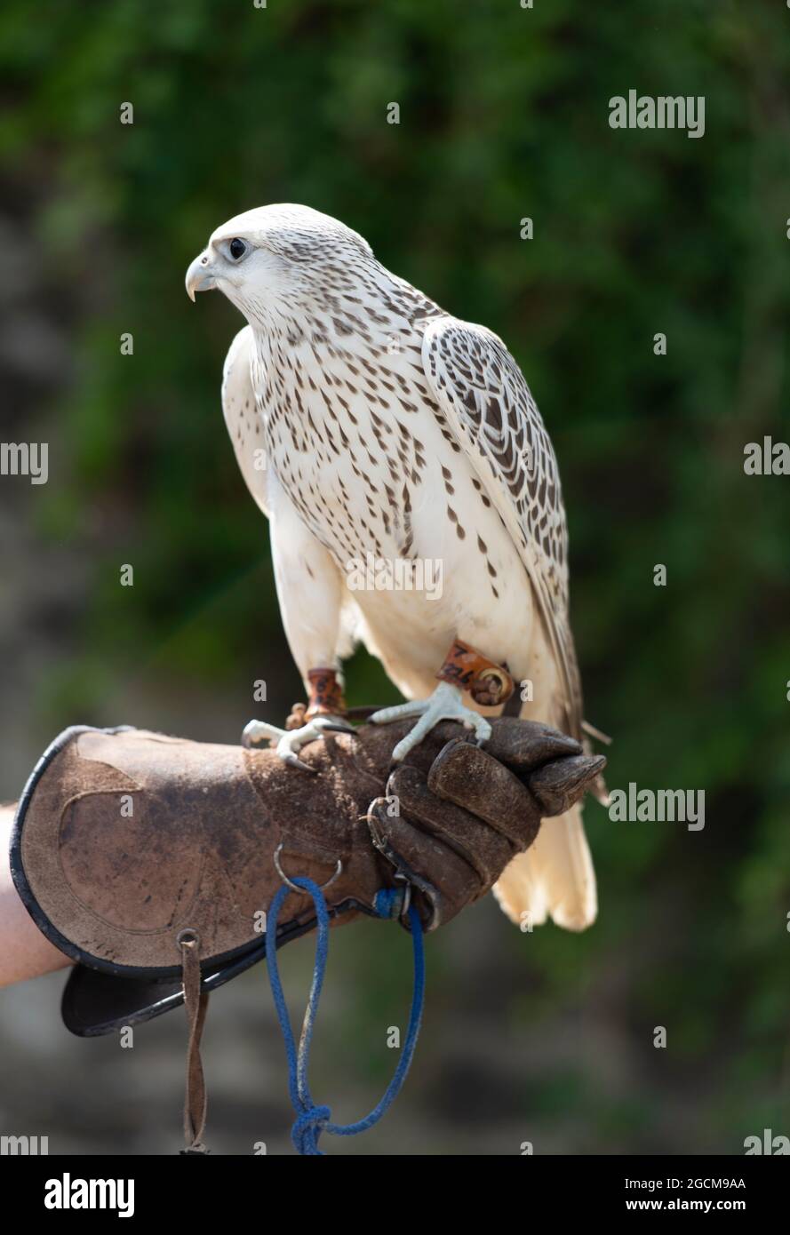 Gyrfalcon (Falco Rusticolus) on handler's gauntlet at the National Bird of Prey Centre, Russborough House, County Wicklow, Ireland Stock Photo