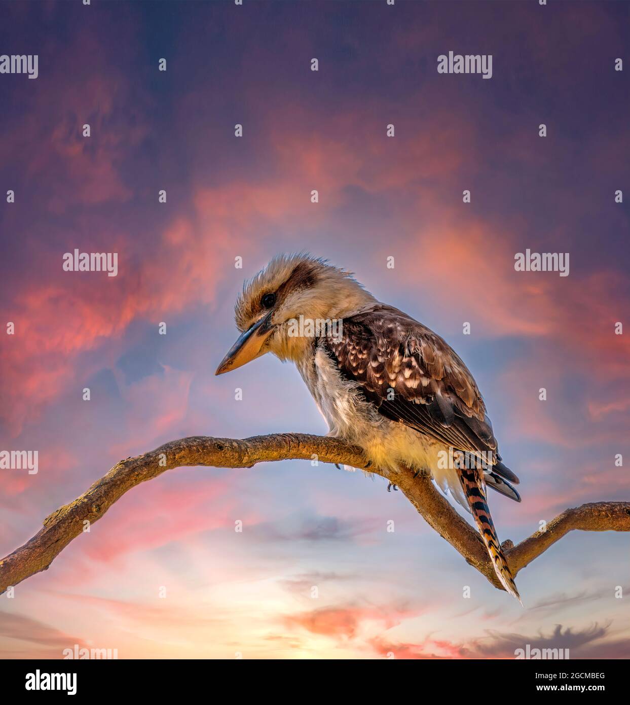 Portrait of a kookaburra bird perched on a branch at sunset, Australia Stock Photo