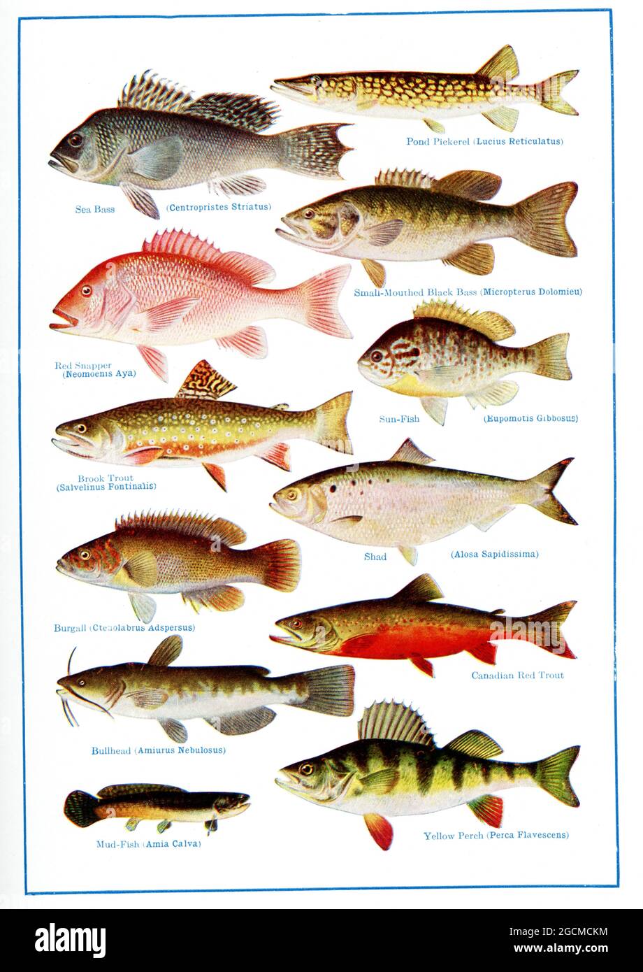 The caption and labels for this 1917 image read: “North American food and Game Fishes. Top to bottom, left to right: Sea Bass (Centropristes Striatus); Pond Pickerel (Lucius Reticulatus); Red Snapper (Neomoenis Aya); Small-mouthes Black Bass (Micropterus Dolomieu); Brook Trout (Salvelinus Fontinalis); Sun Fish (Eupomotis Gibbosus); Burgali (Ctenolabrus Adspersus); Shad (Alosa Sapidissima); Bullhead (Amiurus Nebulosus); Canadian Red Trout; Mud-Fish (Amia Calva); Yellow Perch (Perca Flavescens) Stock Photo