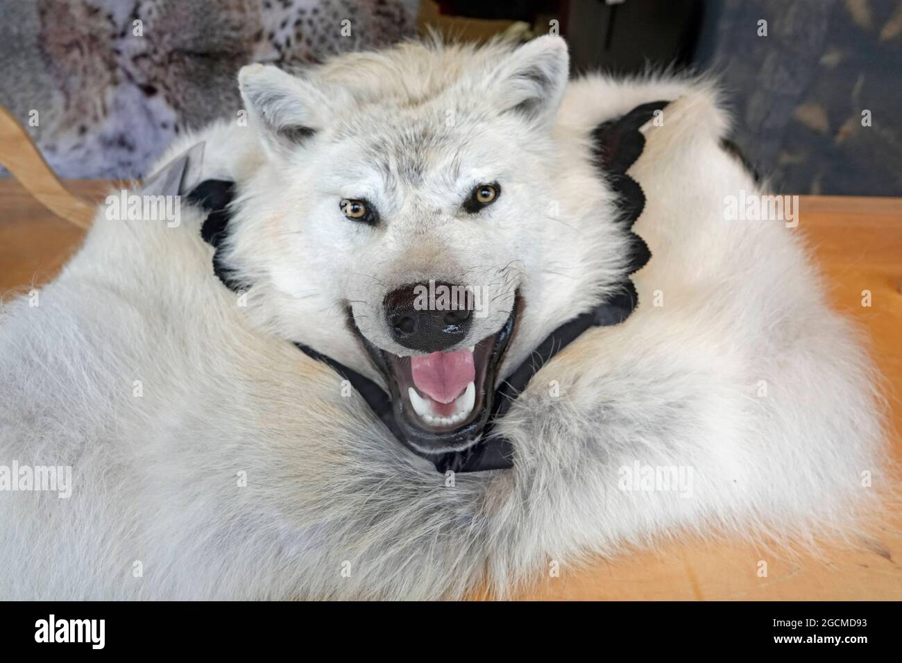 The pelt of a white wolf, made into a rug, in the shop window of a fur
